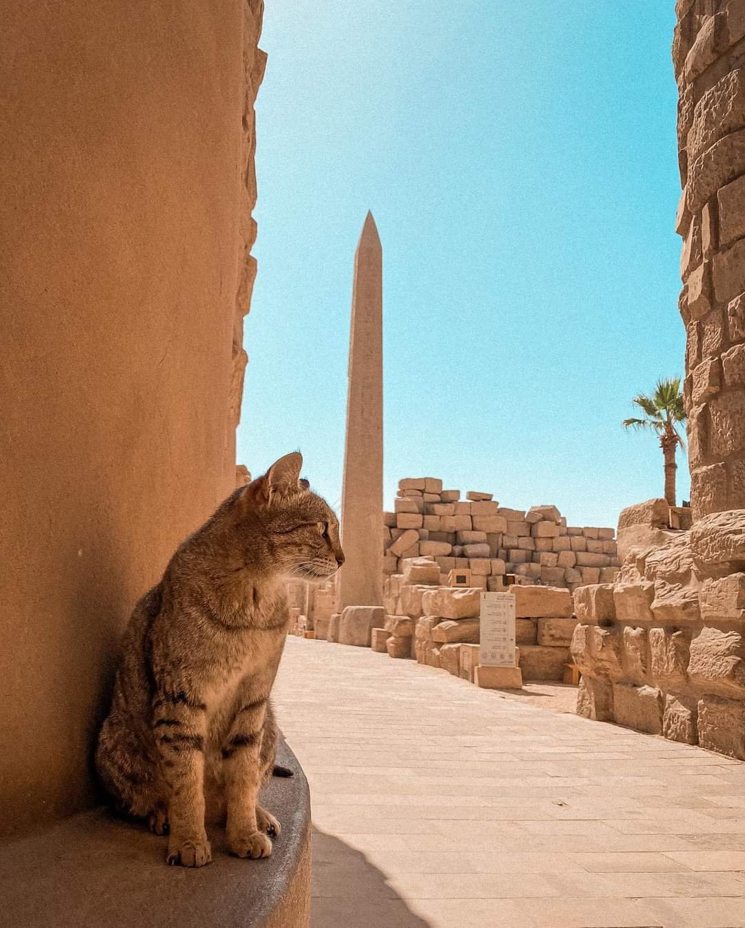 Marsa Alam Luxor day trip with the Valley of the Kings by bus