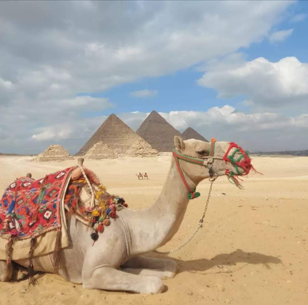 Vip Cairo Pyramids and egypation National Museum