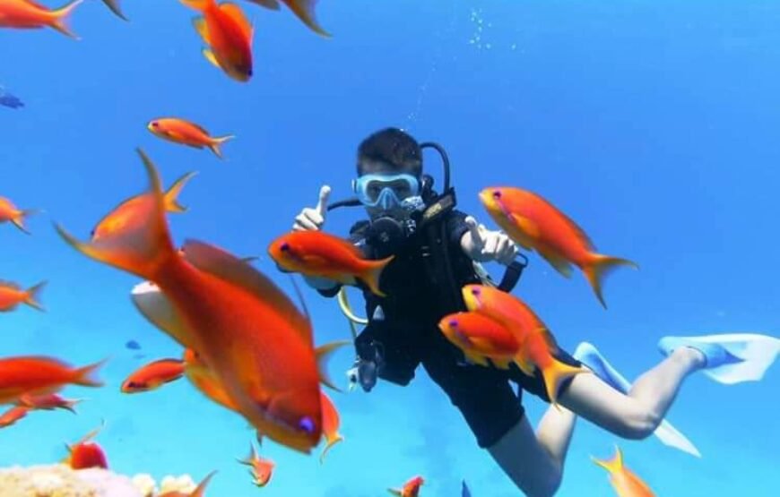 Scuba Diving Tour with lunch in Marsa Alam