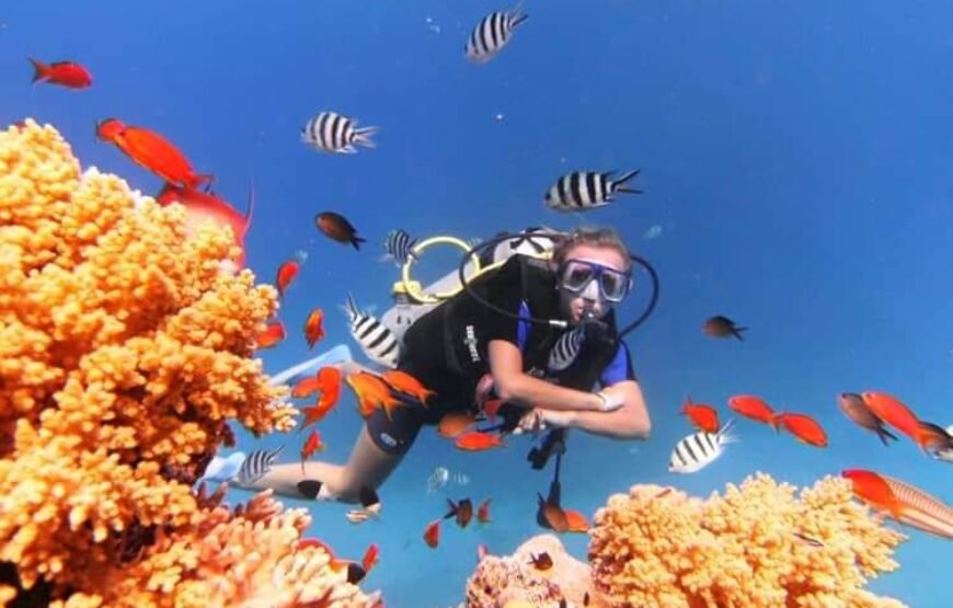 Scuba Diving Tour with lunch in Marsa Alam