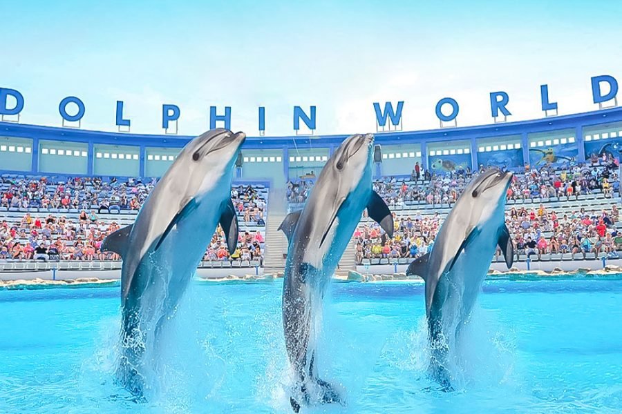 Dolphin show in Hurghada