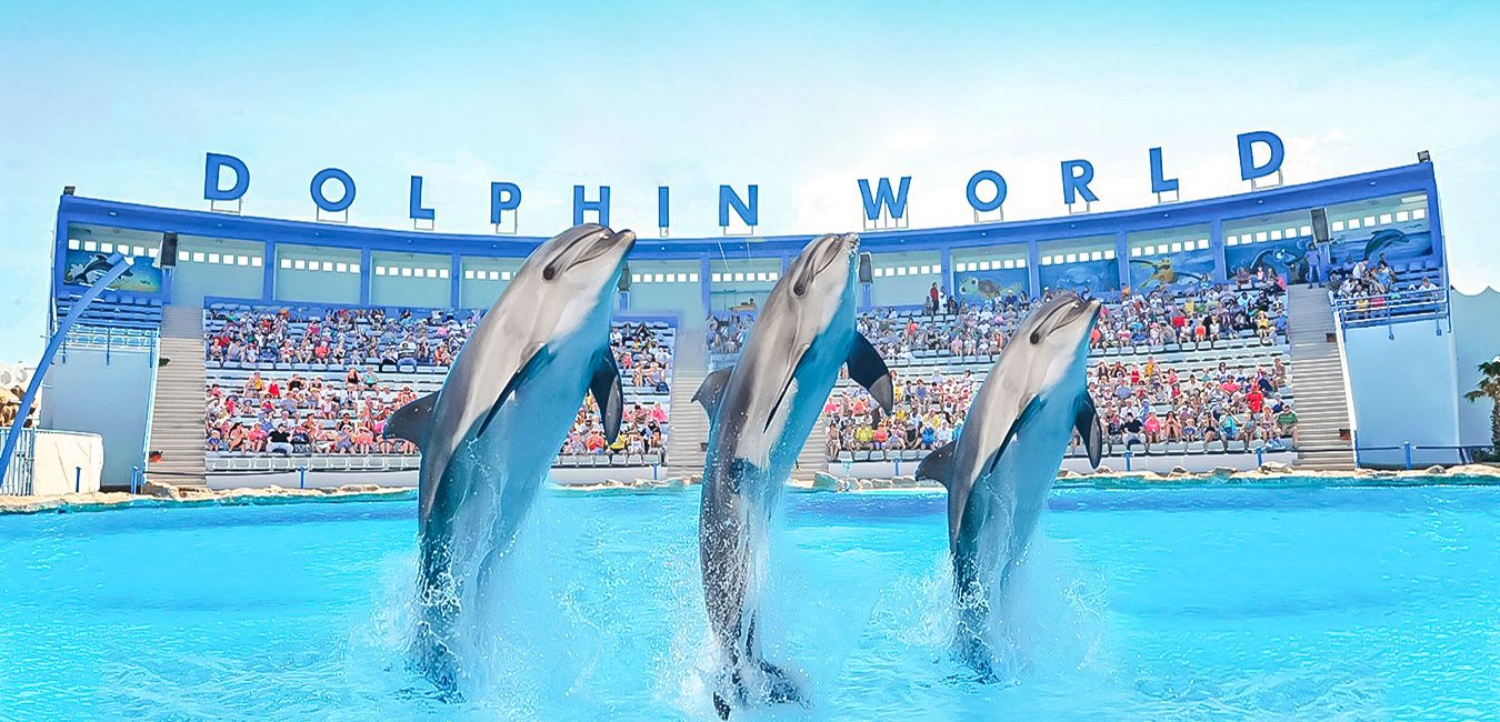 Dolphin show in Hurghada