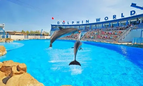 Dolphin show in Hurghada