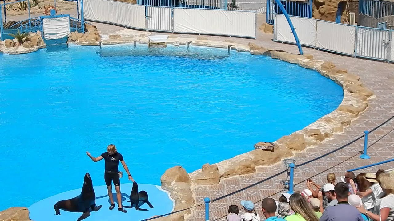 Dolphin show in Hurghada